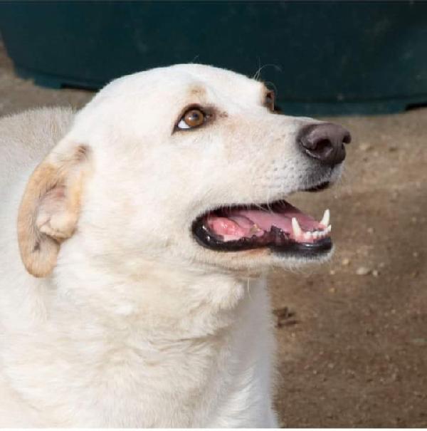 SUSY DOLCE CAGNOLONA Foto 6